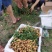黑黄皮苗黄皮树苗鸡心无核紫肉黄皮苗嫁接苗包邮