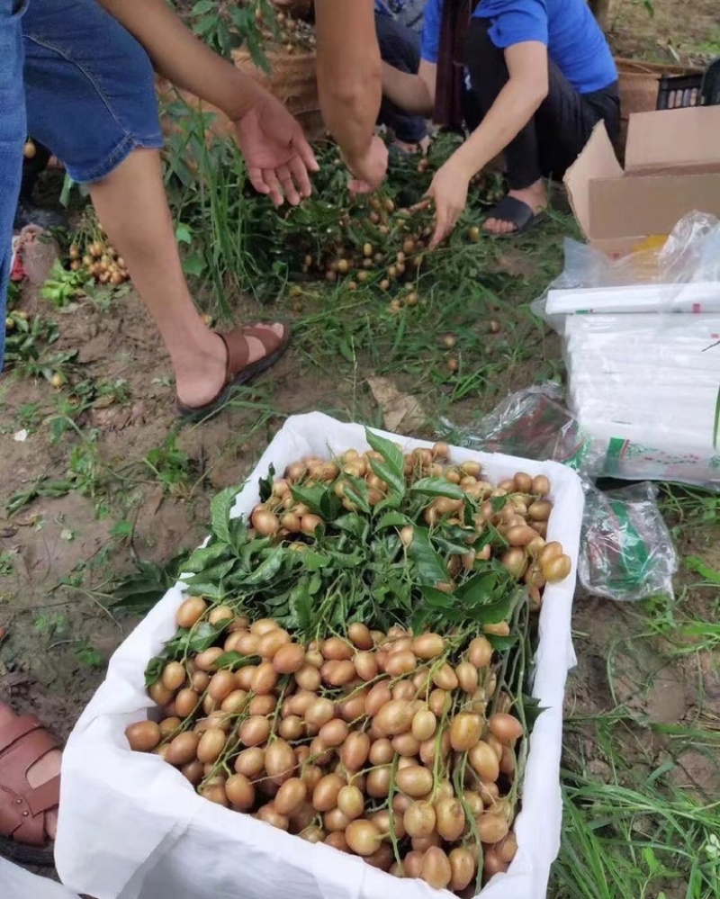 黑黄皮苗黄皮树苗鸡心无核紫肉黄皮苗嫁接苗包邮