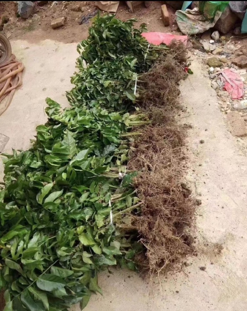 黑黄皮苗黄皮树苗鸡心无核紫肉黄皮苗嫁接苗包邮