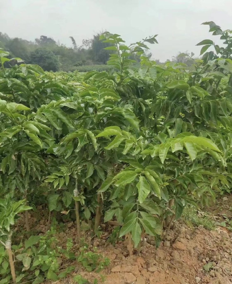 黑黄皮苗黄皮树苗鸡心无核紫肉黄皮苗嫁接苗包邮