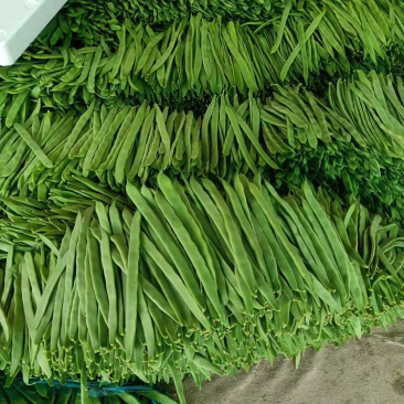 精品扁青芸豆鲜扁豆宽芸豆蔬菜产地直发条直20cm以上