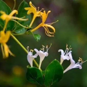 深山野生金银花