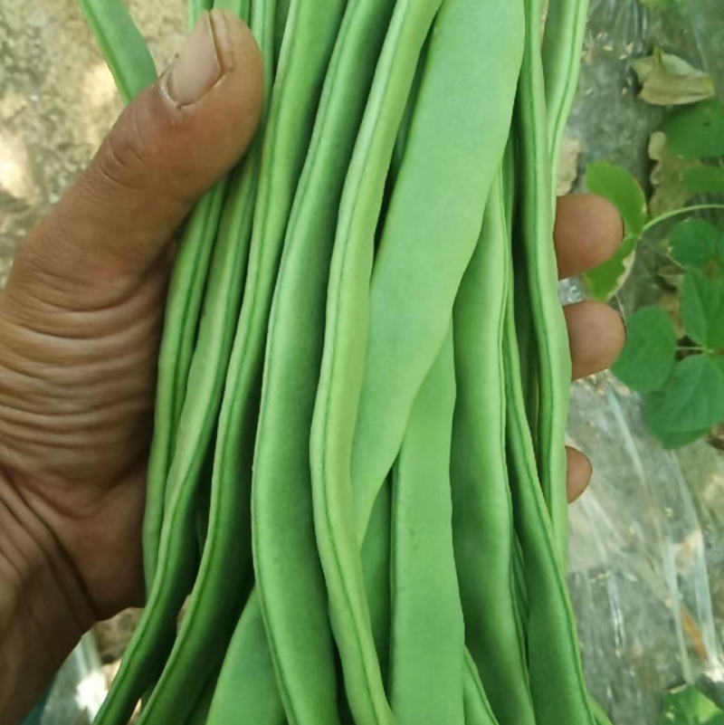 产地新鲜芸豆宽扁豆高品质青扁豆蔬菜扁豆角刀豆基地直发