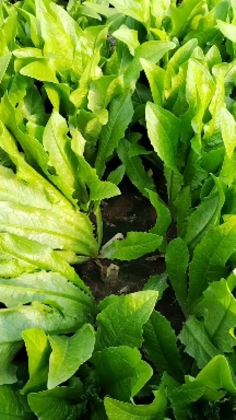 我区蔬菜大量有货