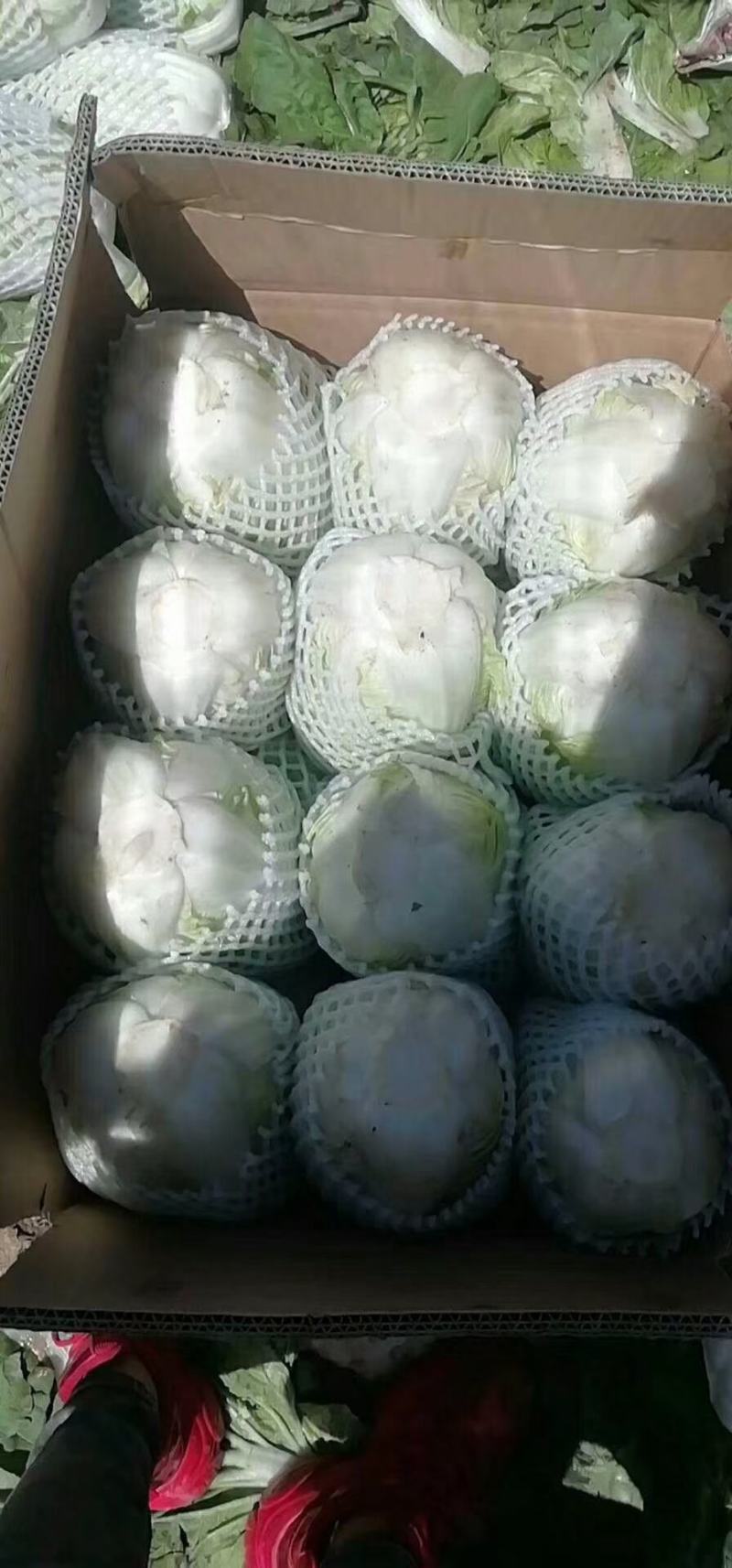 我区蔬菜大量有货