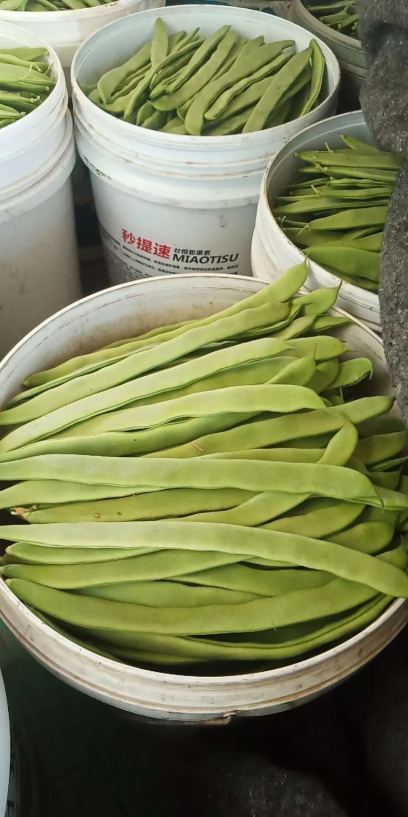 产地新鲜芸豆宽扁豆高品质青扁豆蔬菜扁豆角刀豆基地直发