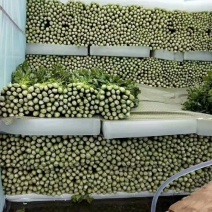 我区蔬菜大量有货