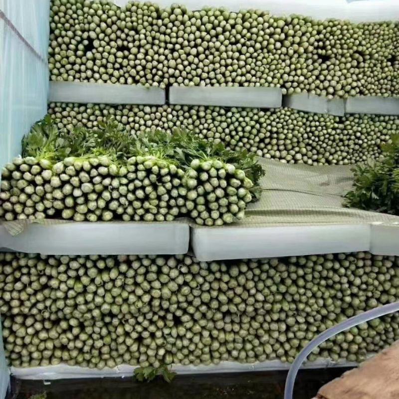 我区蔬菜大量有货