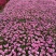 180#玛格丽特基地大量生产量大私聊