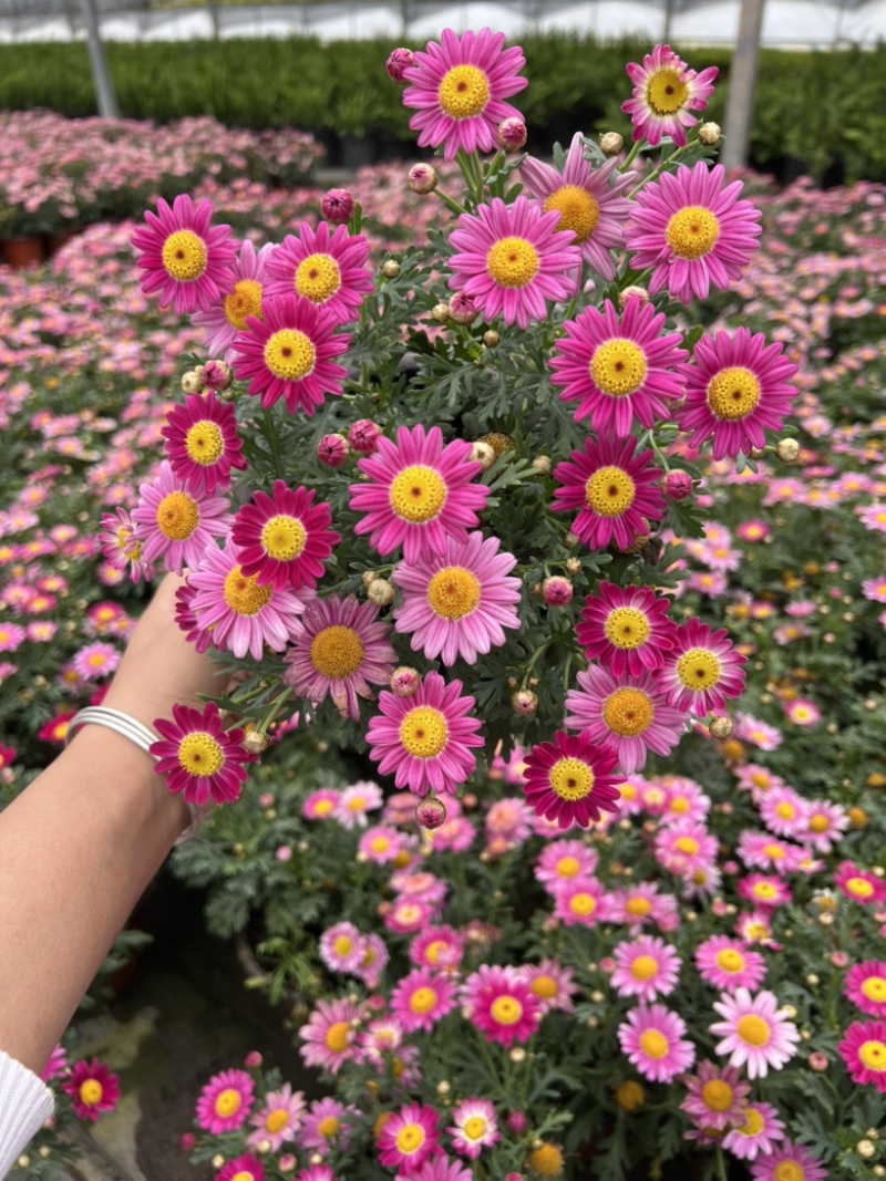 180#玛格丽特基地大量生产量大私聊