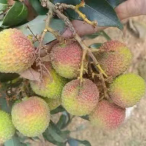 荔枝