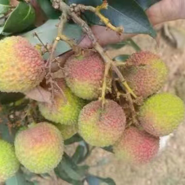 荔枝