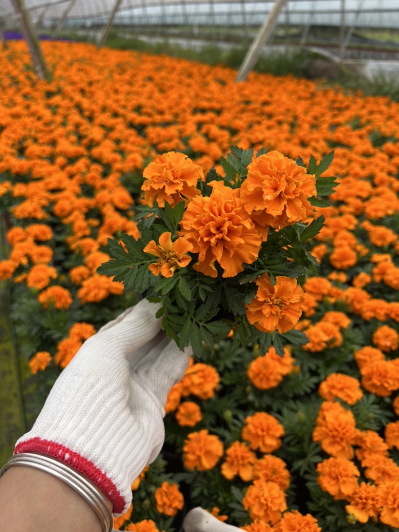 120孔雀草基地大量生产量大私聊