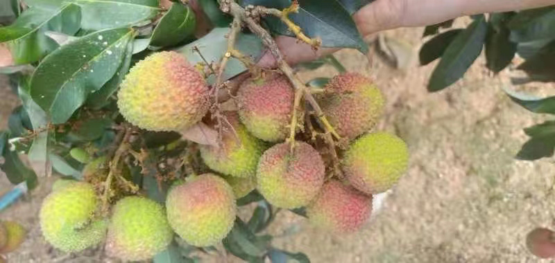 荔枝