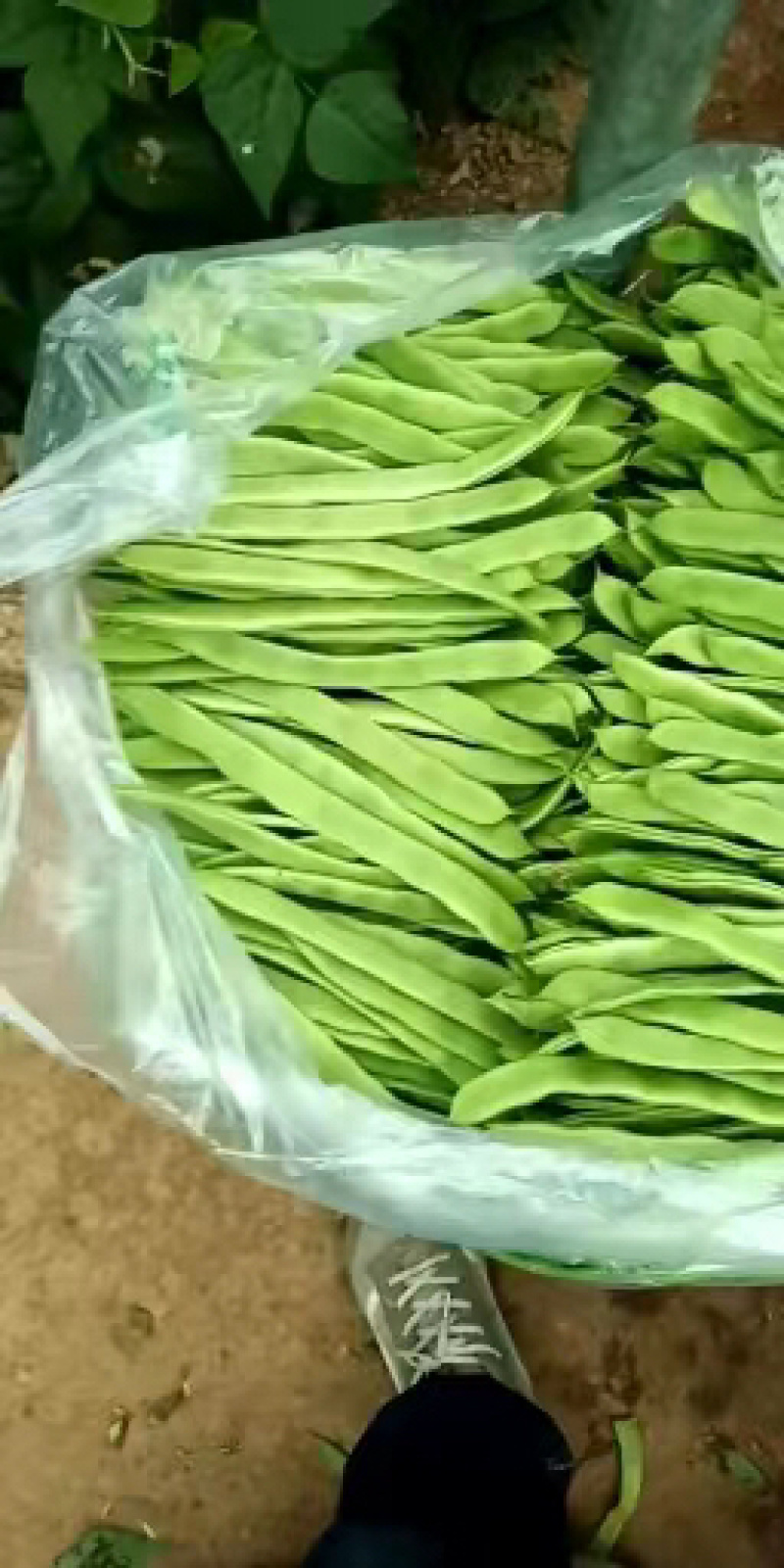 扁青产地直供，支持全国发货，一首货源，可供各大市场.
