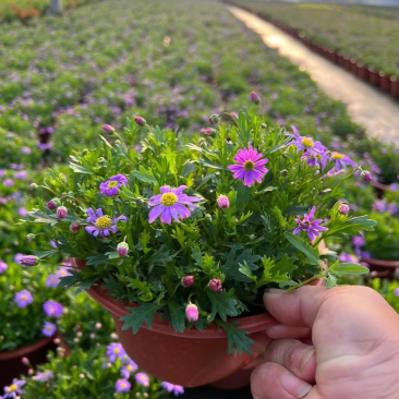 190姫小菊基地大量生产量大私聊