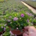 190姫小菊基地大量生产量大私聊
