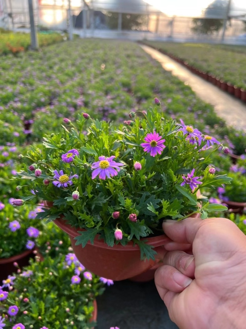 190姫小菊基地大量生产量大私聊