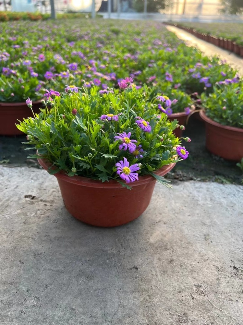 190姫小菊基地大量生产量大私聊