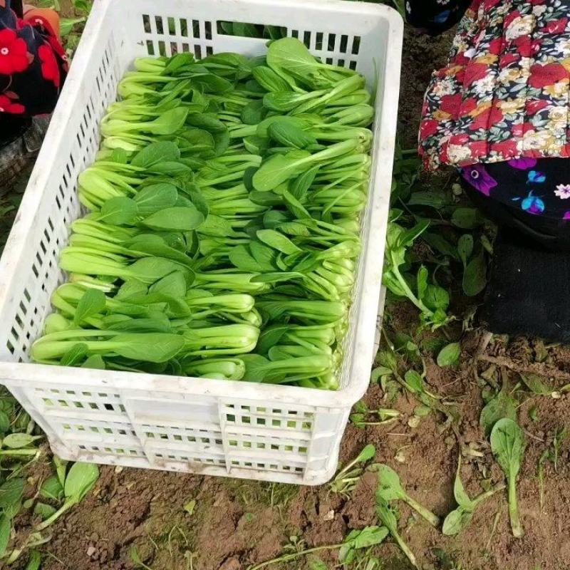 蔬菜基地。全国代办代收