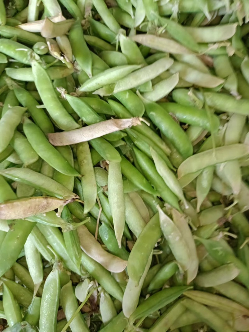 豌豆荚6号，基地直发高质高优，量大从优欲购从速