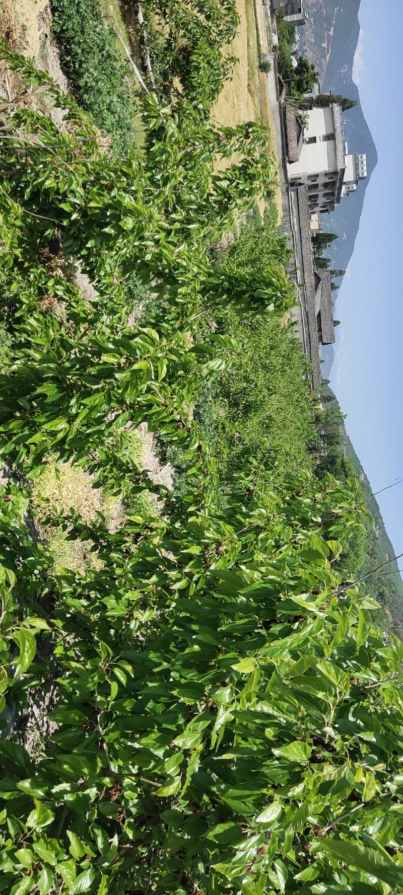 桑葚干，新鲜桑葚，桑葚叶，等各种桑葚制品，果农直销，