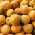 露地金太阳杏，市场果加工厂果供货，质量优，欢迎客商订货