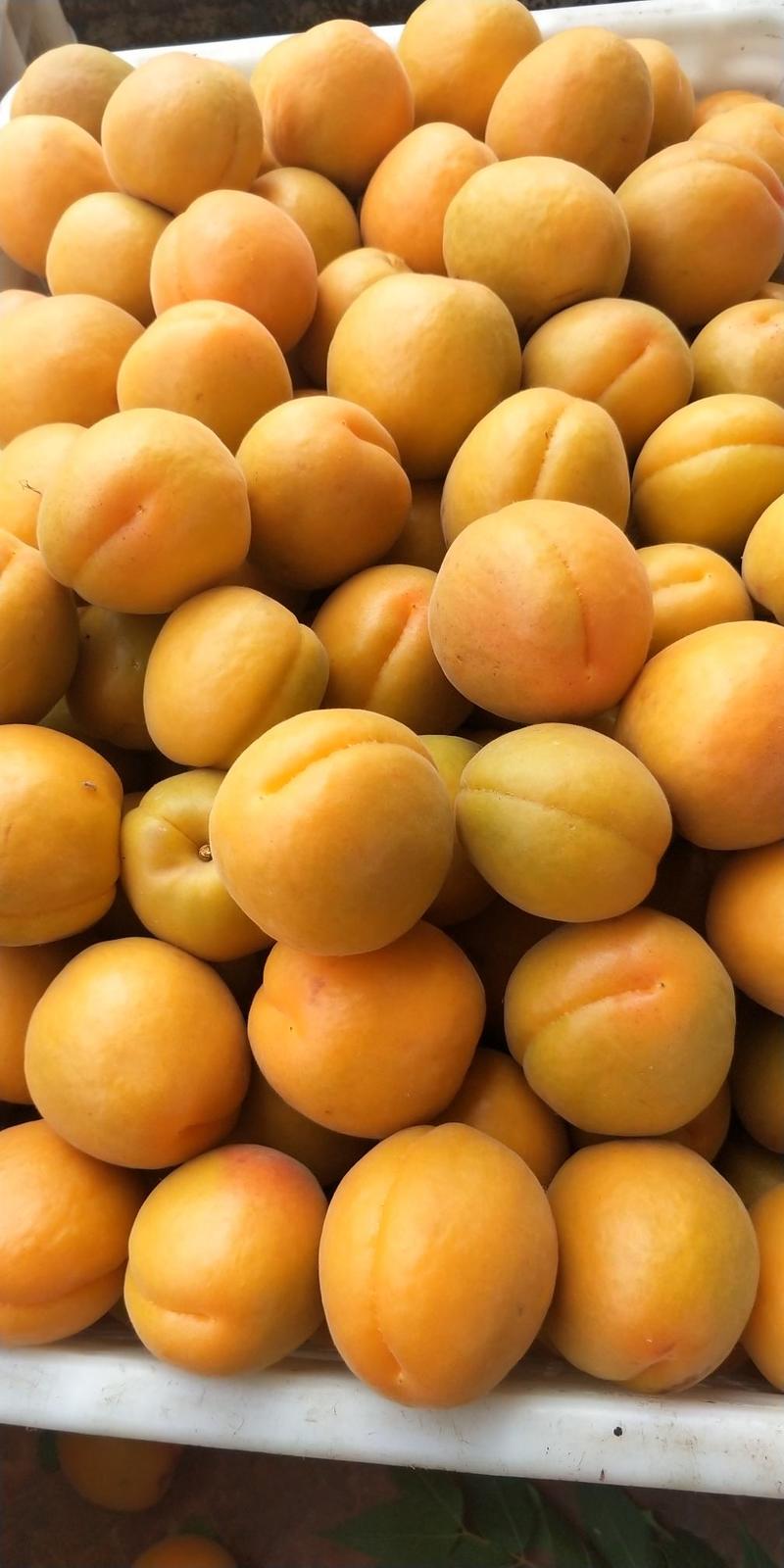 露地金太阳杏，市场果加工厂果供货，质量优，欢迎客商订货