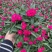 190#石竹基地大量有货量大优惠私聊