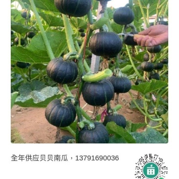 全年供应贝贝南瓜