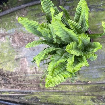 180#肾蕨基地大量生产量大私聊