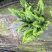 180#肾蕨基地大量生产量大私聊