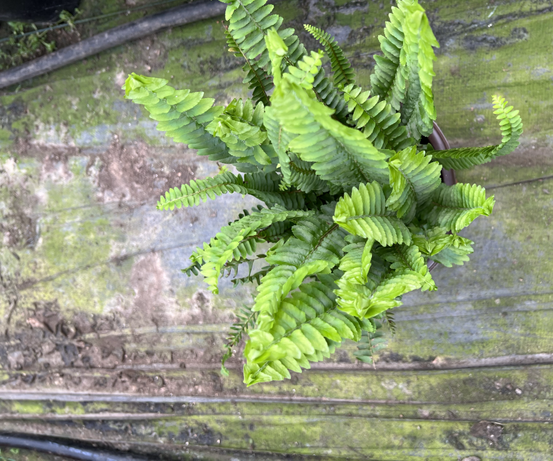180#肾蕨基地大量生产量大私聊