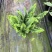 180#肾蕨基地大量生产量大私聊