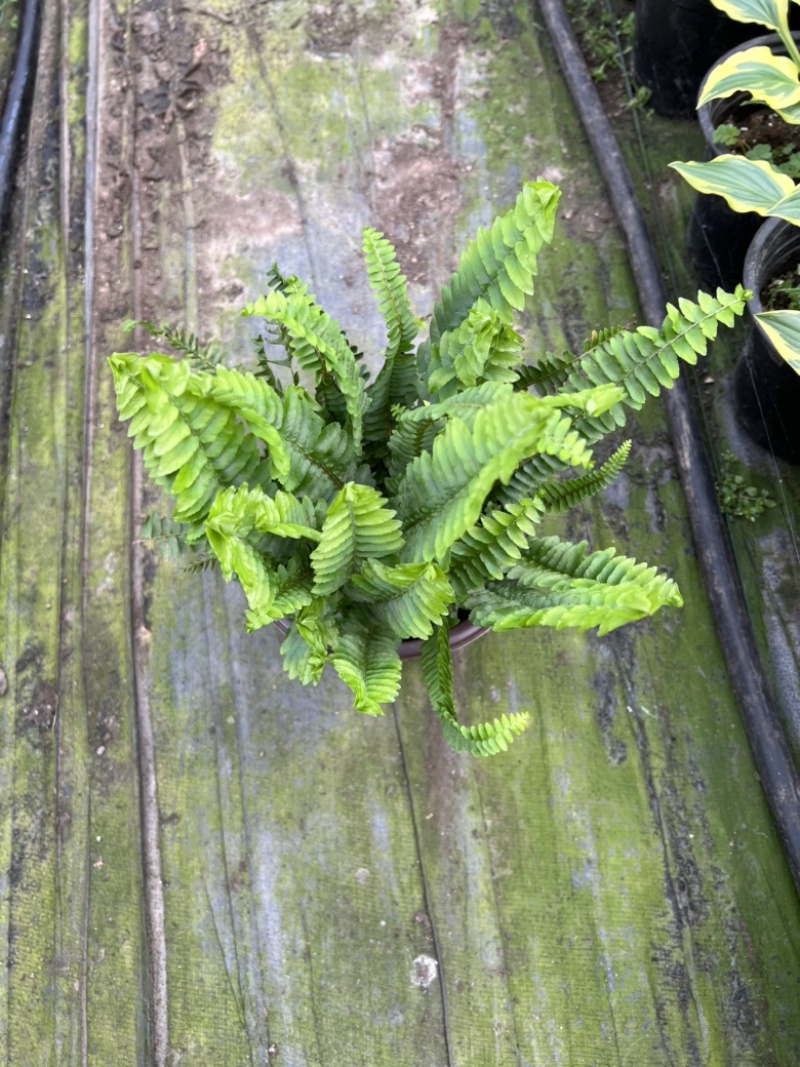 180#肾蕨基地大量生产量大私聊