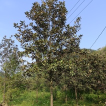 广玉兰，自家苗圃的货源，现场看树选购，规格齐全，量大从优