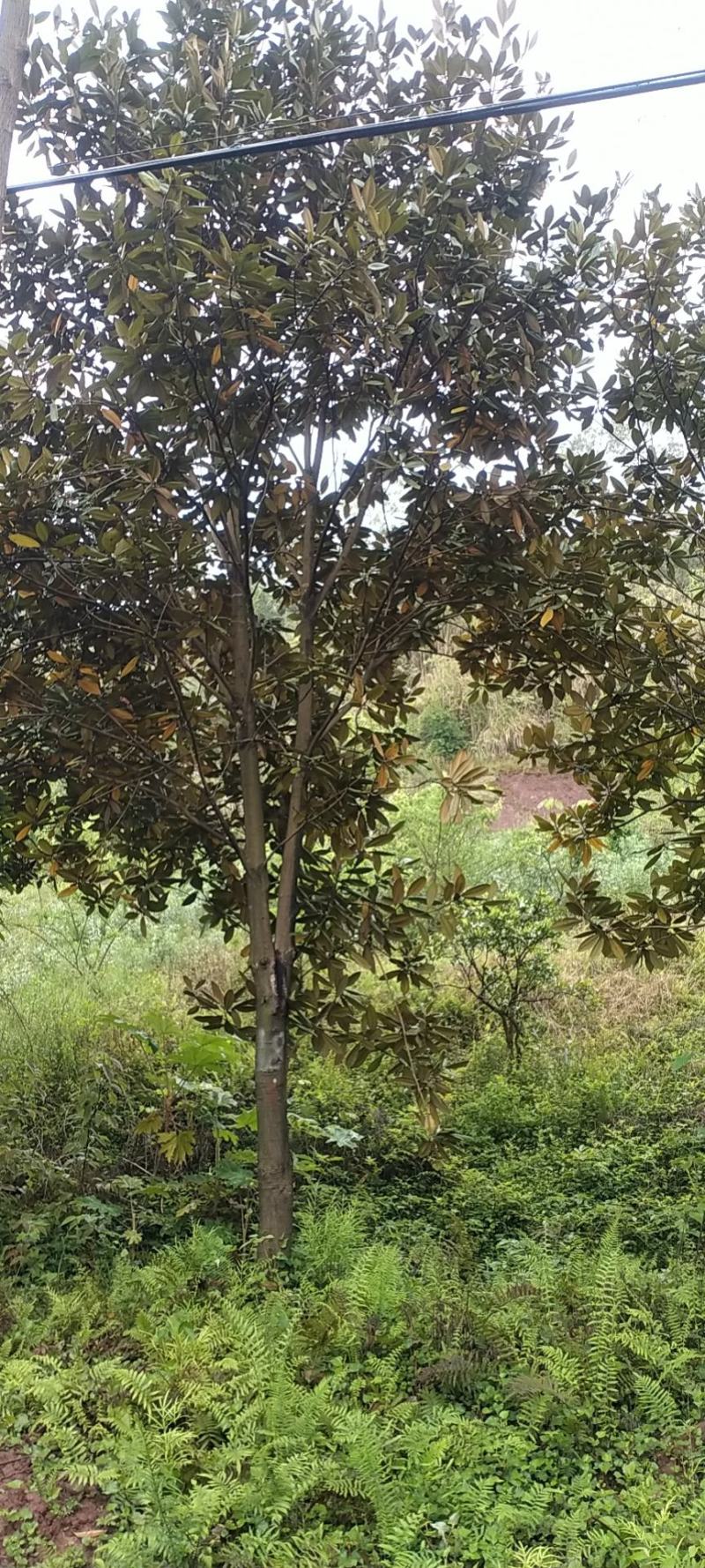 广玉兰，自家苗圃的货源，现场看树选购，规格齐全，量大从优