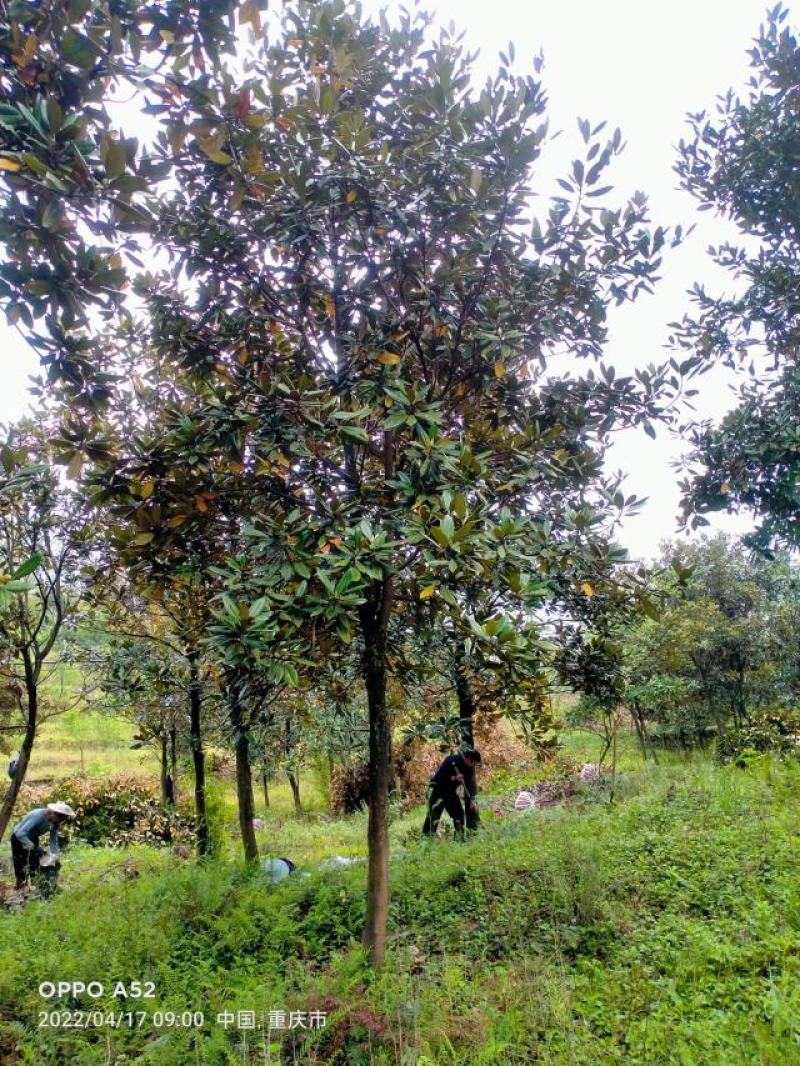广玉兰，自家苗圃的货源，现场看树选购，规格齐全，量大从优