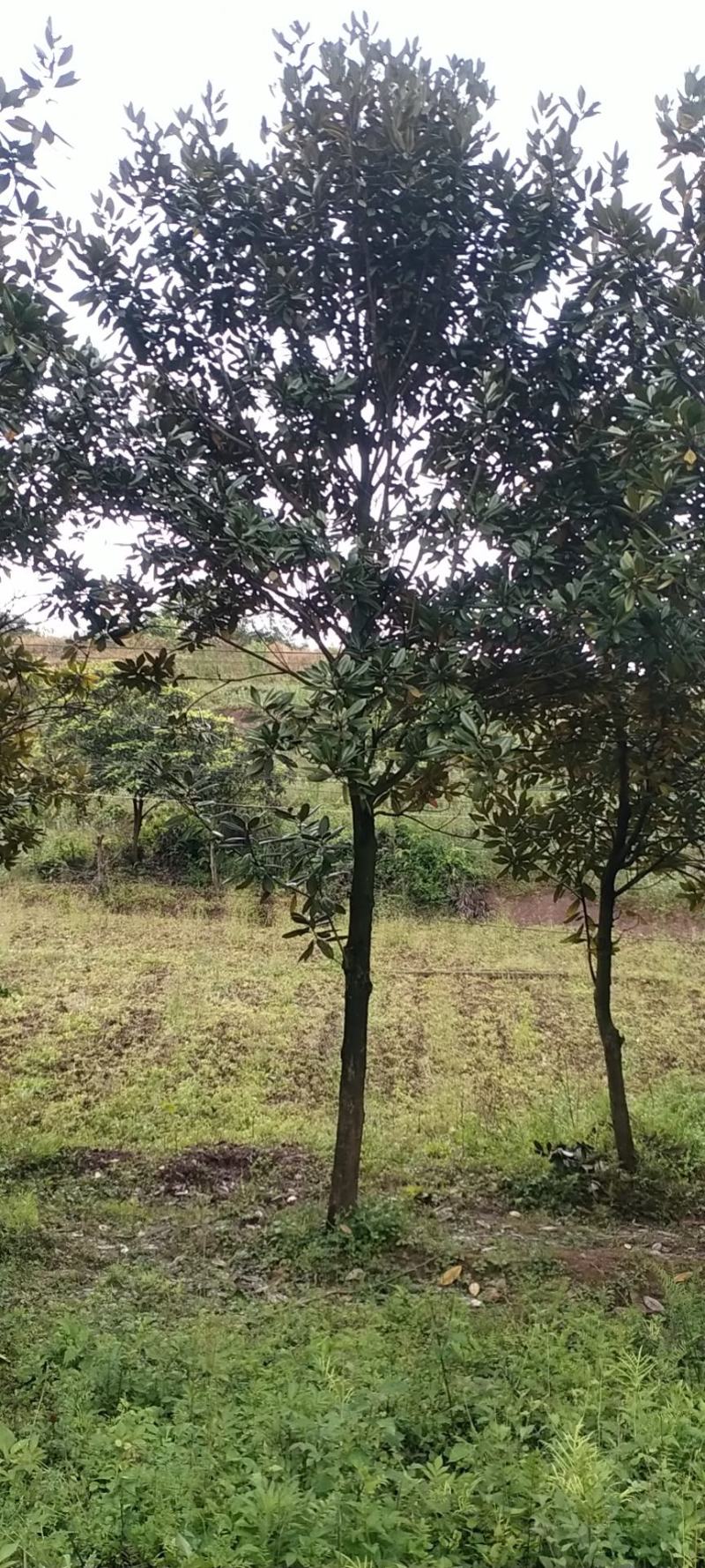 广玉兰，自家苗圃的货源，现场看树选购，规格齐全，量大从优