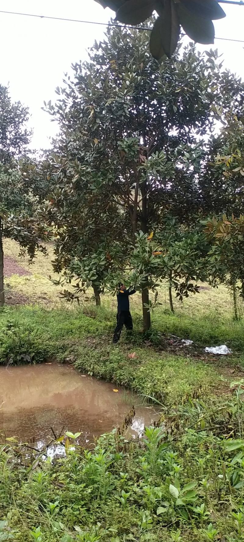 广玉兰，自家苗圃的货源，现场看树选购，规格齐全，量大从优