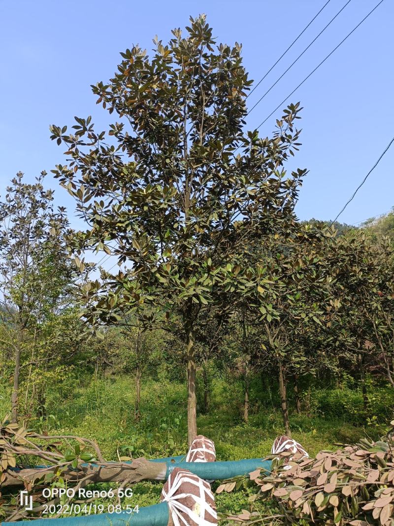 广玉兰，自家苗圃的货源，现场看树选购，规格齐全，量大从优