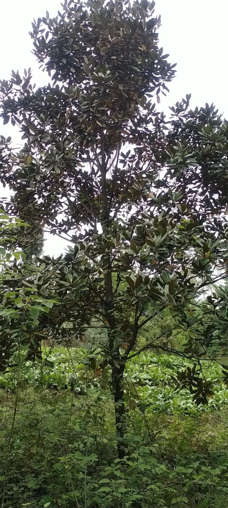 广玉兰，自家苗圃的货源，现场看树选购，规格齐全，量大从优