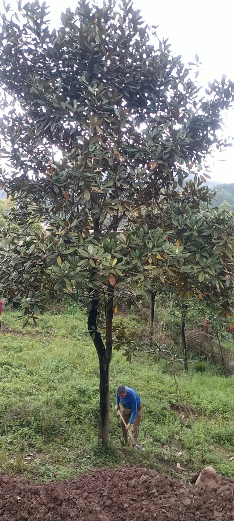 广玉兰，自家苗圃的货源，现场看树选购，规格齐全，量大从优
