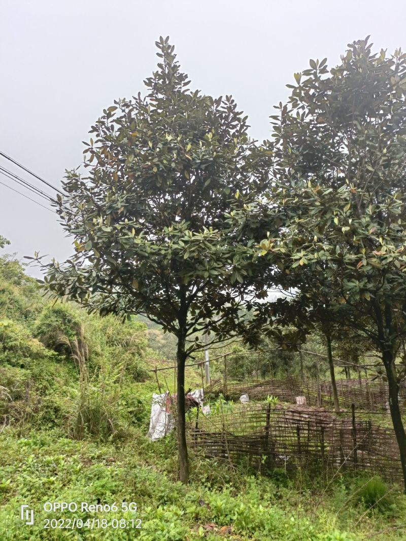 广玉兰，自家苗圃的货源，现场看树选购，规格齐全，量大从优