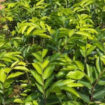 沉香奇楠