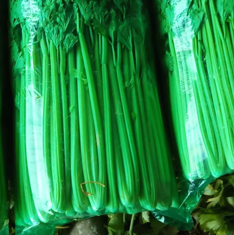 商河芹菜种植基地直供，一首货源，可全国发货