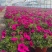190#垂钓牵牛花