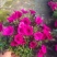 190#垂钓牵牛花
