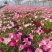 190#垂钓牵牛花