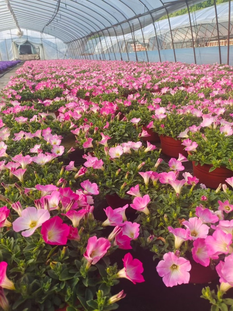 190#垂钓牵牛花